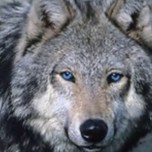 Meet your Posher, Raymir - Picture 1 of 1